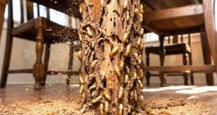 Cara Melindungi Furniture Kayu dari Serangan Rayap Agar Awet Bertahun tahun