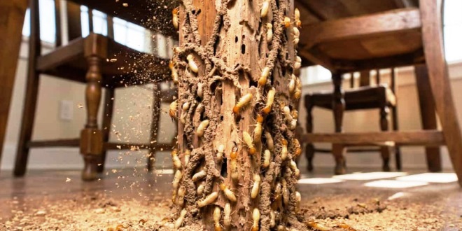 Cara Melindungi Furniture Kayu dari Serangan Rayap Agar Awet Bertahun tahun